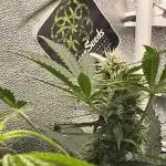 Divine Seeds Auto Northern Light