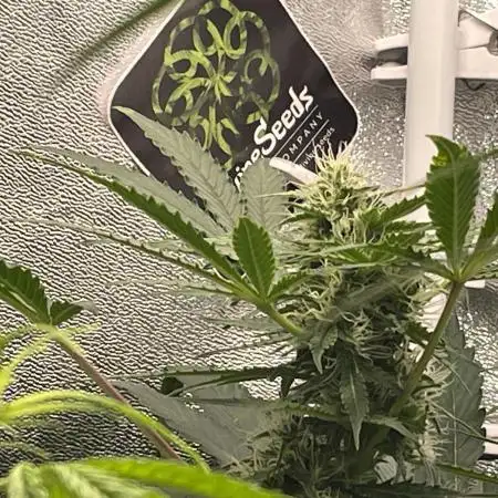 Divine Seeds Auto Northern Light