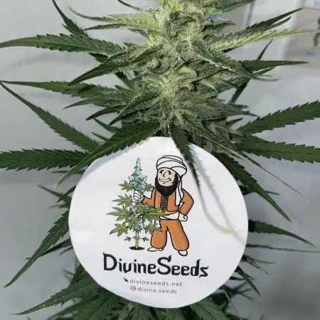 Divine Seeds Auto Fractal #2