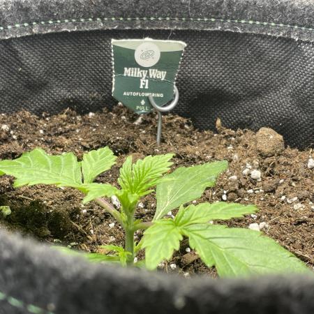 🛸Milky Way F1 RQS🦁