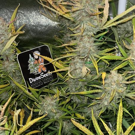 Divine Seeds Auto Fractal