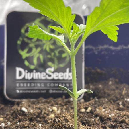 Divine Seeds Auto Black Opium #2