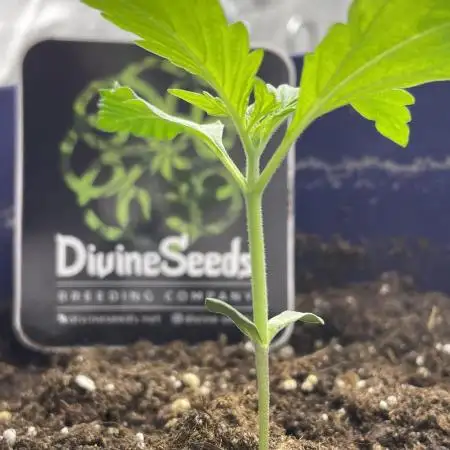 Divine Seeds Auto Black Opium #2