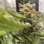 Divine Seeds Auto Moon Rock