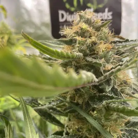 Divine Seeds Auto Moon Rock