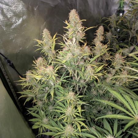 BigDemon👹DivineSeeds