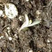 👹Dark Devil Auto SweetSeeds🐘