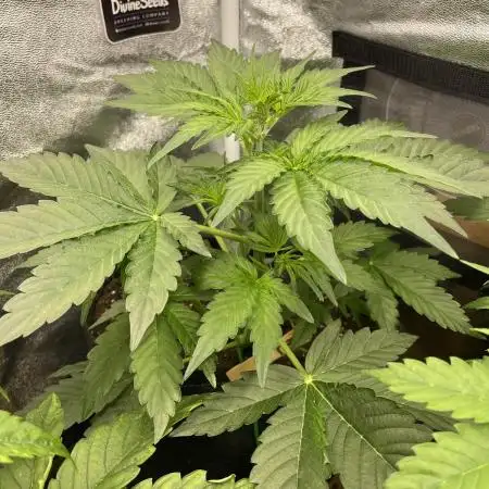 Divine Seeds Auto Northern Light