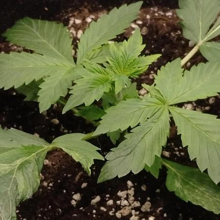 🥦Cime di Rap🥦 Zamnesia