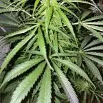 Divine Seeds Auto Black Opium #2