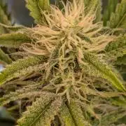 OpiumAuto💣DivineSeeds