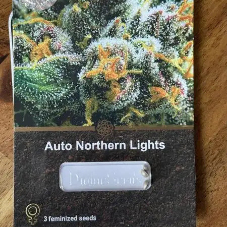 Divine Seeds Auto Northern Light #2