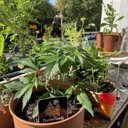 Divine Seeds Auto Fractal #2