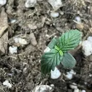 🧠💭Amnesia Haze Auto RQS🦁