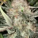 Divine Seeds Auto Moon Rock