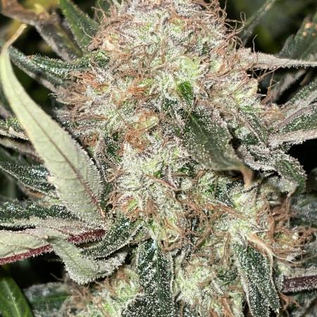 Divine Seeds Auto Moon Rock