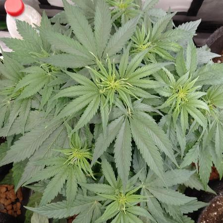 🛸Milky Way F1 RQS🦁