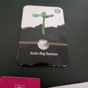 👹Big Demon auto* Divine seeds