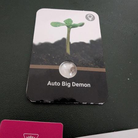 👹Big Demon auto* Divine seeds