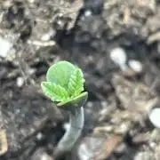 👑🦍Royal Gorilla Auto RQS🦁