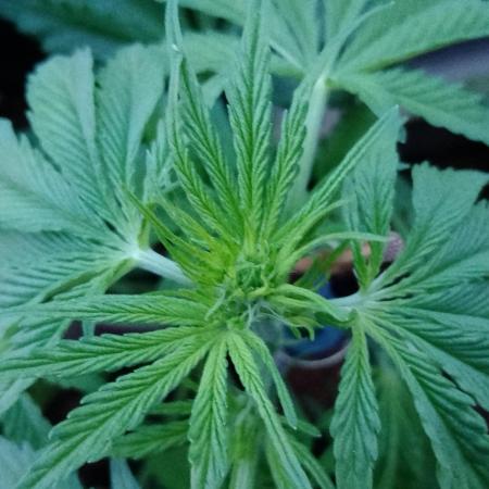 Royal bluematic indoor/outdoor