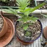 Divine Seeds Auto Black Opium #2
