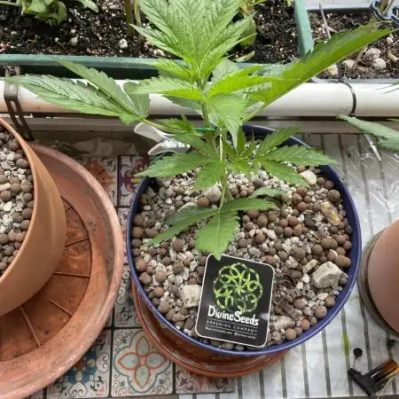 Divine Seeds Auto Black Opium #2