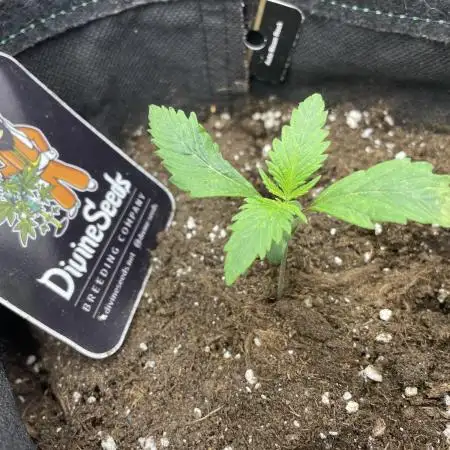 Divine Seeds Auto Moon Rock