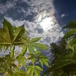 Divine Seeds Auto Northern Light #2