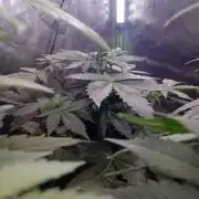 🥦Cime di Rap🥦 Zamnesia