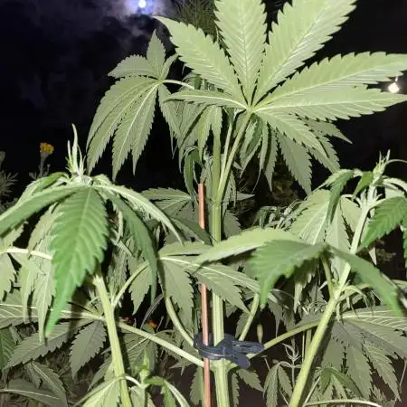 Divine Seeds Auto Fractal #2
