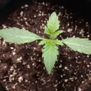 👑🦍Royal Gorilla Auto RQS🦁