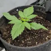 😈🍋Purple Lemonade auto - RQS🦁