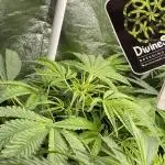 Divine Seeds Auto Black Opium