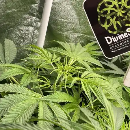 Divine Seeds Auto Black Opium