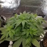 đ¸Milky Way F1 RQSđŚ