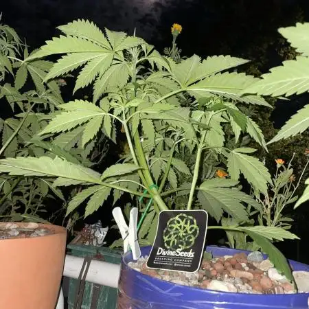 Divine Seeds Auto Black Opium #2