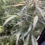 Divine Seeds Auto Moon Rock