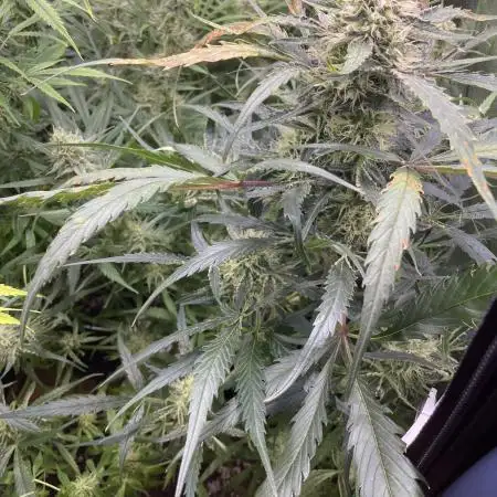 Divine Seeds Auto Moon Rock