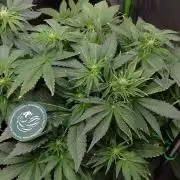 👑🦍Royal Gorilla Auto RQS🦁