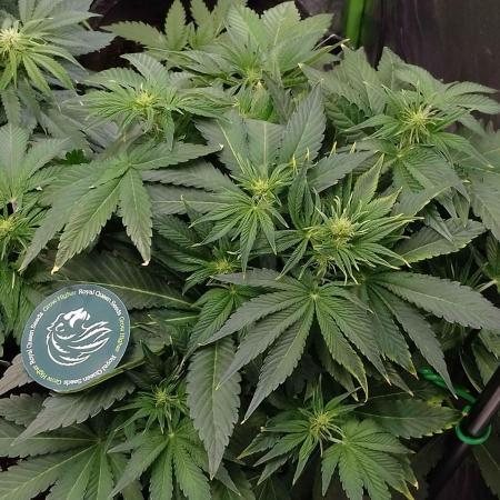 👑🦍Royal Gorilla Auto RQS🦁