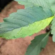🍇Purple Opium auto-Divine Seeds