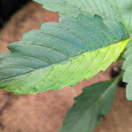 🍇Purple Opium auto-Divine Seeds