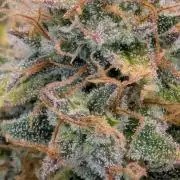🍯Sticky Broccoli🥦EGC2026