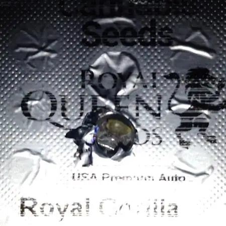👑🦍Royal Gorilla Auto RQS🦁