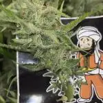 Divine Seeds Auto Fractal