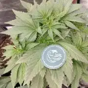 👑🦍Royal Gorilla Auto RQS🦁