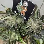 Divine Seeds Auto Moon Rock