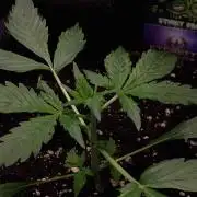 Zamnesia🍯Sticky Broccoli🥦EGC2026