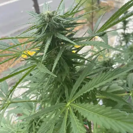 Divine Seeds Auto Northern Light #2